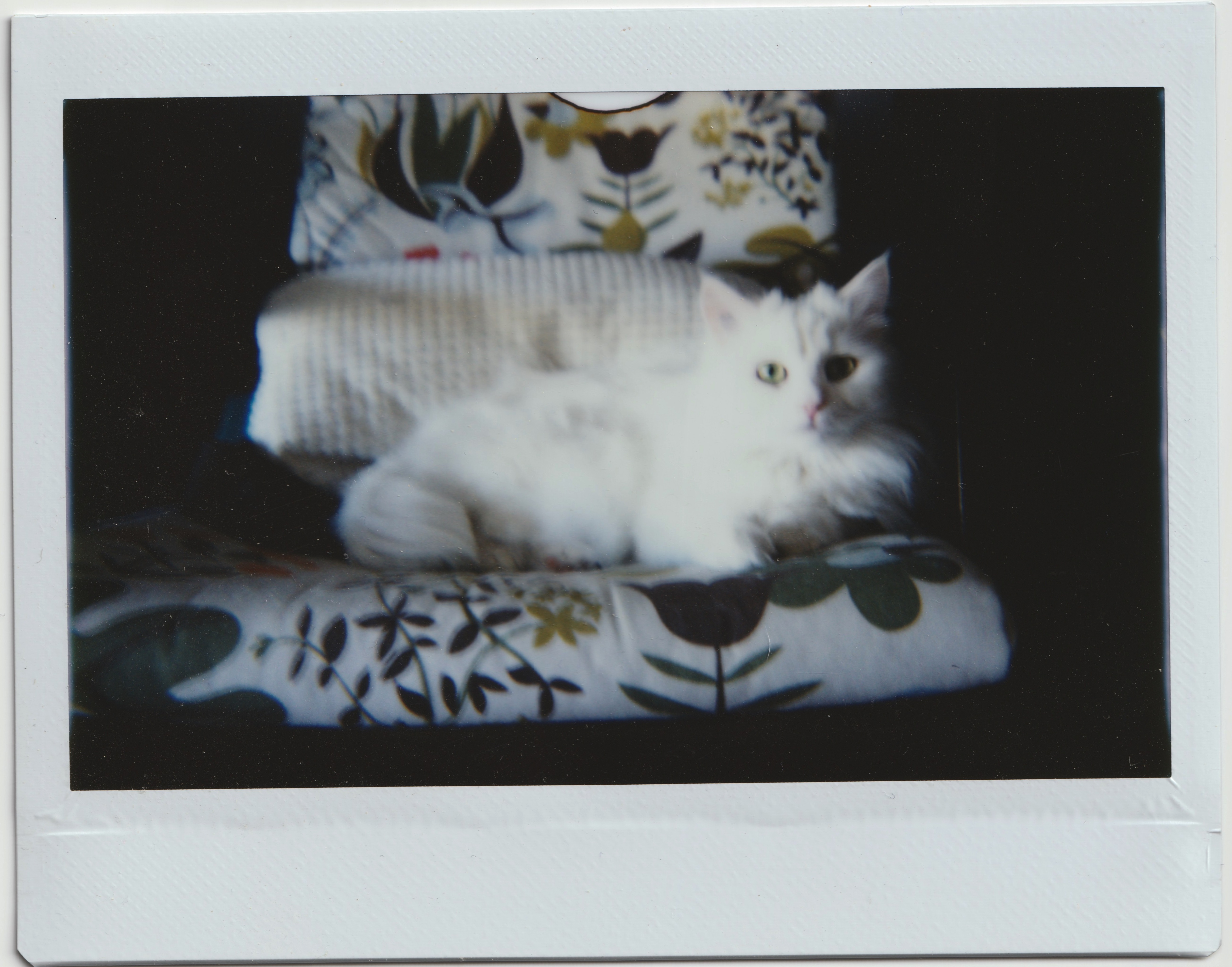 a polaroid of my cat (beangirl)